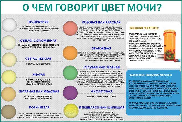 Почему у кошки моча становится темной, коричневой или ярко-оранжевой: причины и лечение заболеваний, меняющих цвет урины