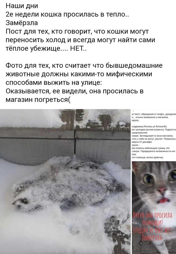Кошка на морозе: как кошки выживают зимой