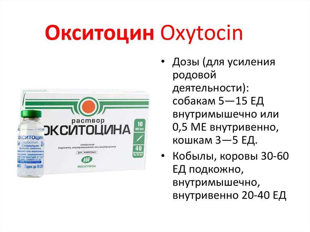 Окситоцин для кошек: показания к применению, аналоги