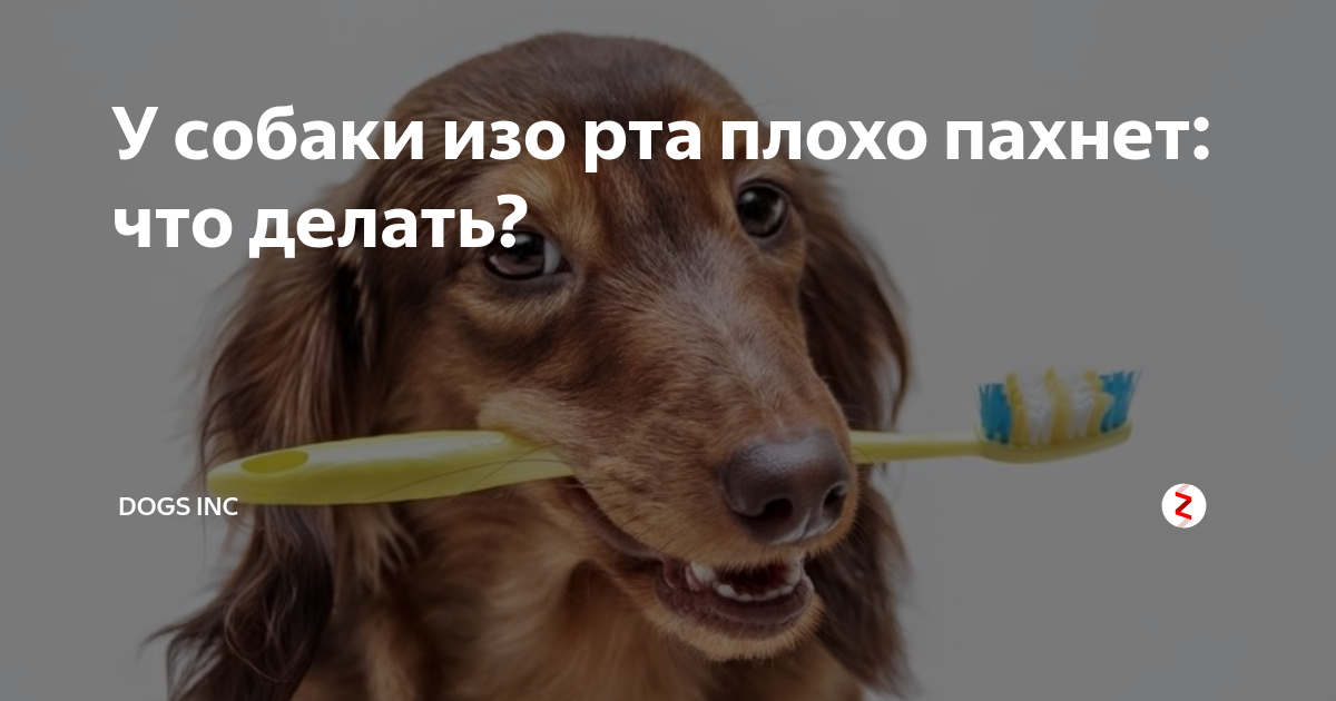 Почему от собаки пахнет псиной: главные причины и способы их устранения