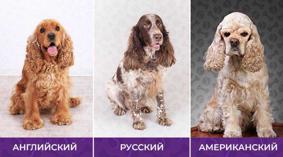 Американский кокер-спаниель: характеристика породы