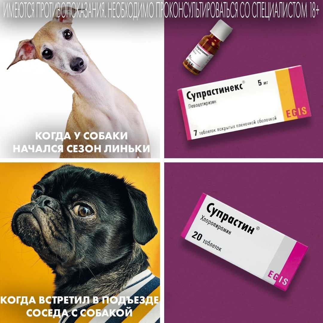 Антигистаминные препараты для собак: что выбрать и как применять