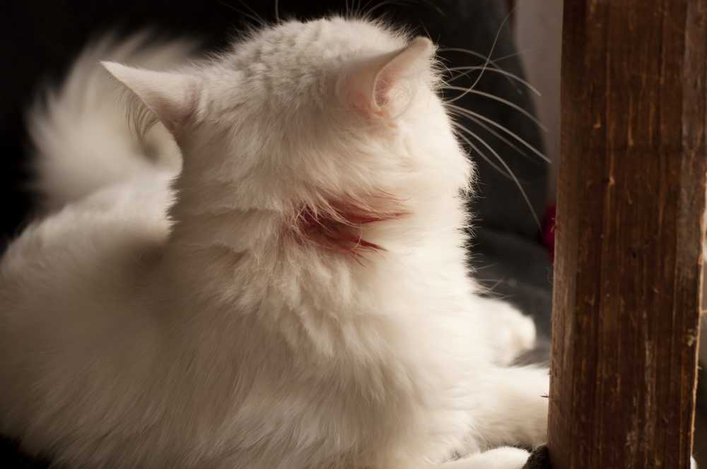 Болезни кожи у кошек. как проявляются и чем лечить, диагностика +фото и видео