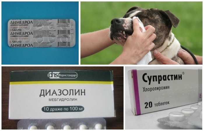 Как лечить аллергию у кошек в домашних условиях