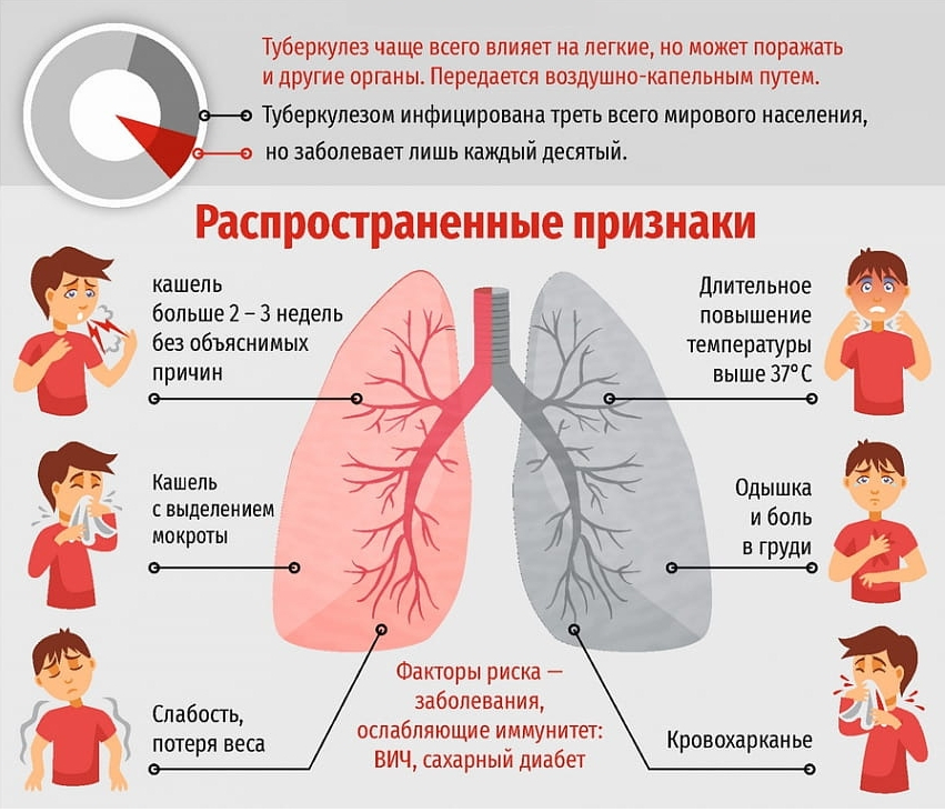 Болезни почек у кошек: симптомы и лечение