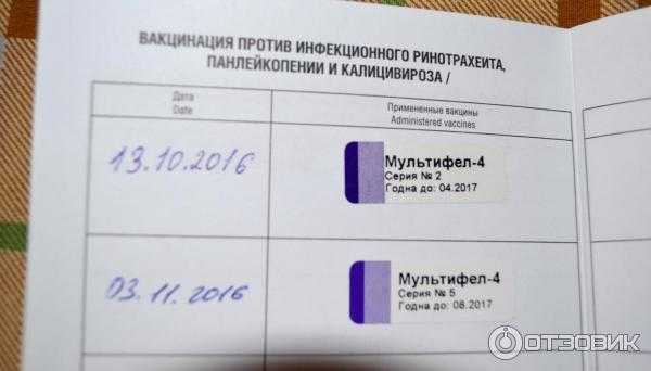 Вакцина "мультифел-4": инструкция для кошек, состав, описание и отзывы