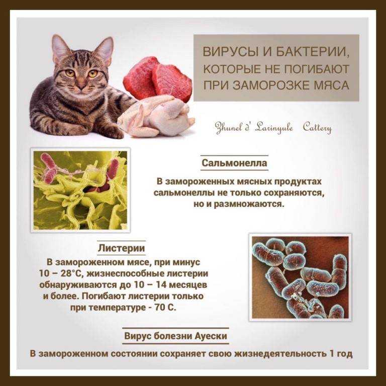 Кормление котят от рождения и до года - рацион натурального питания для котенка
