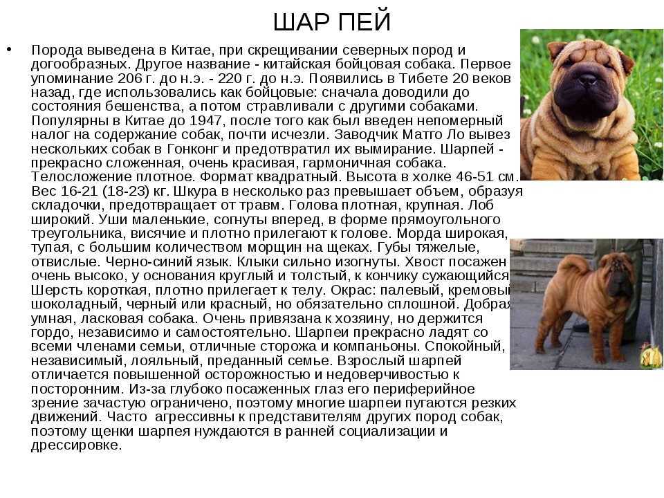 Порода собак шарпей