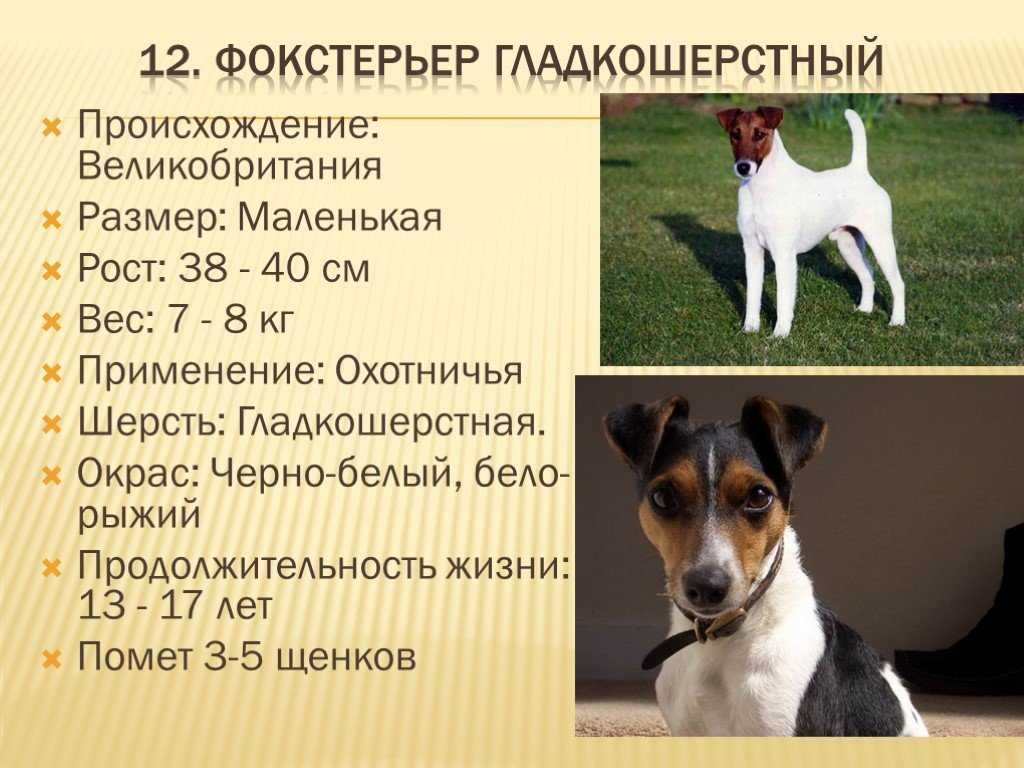 Гладкошерстный фокстерьер