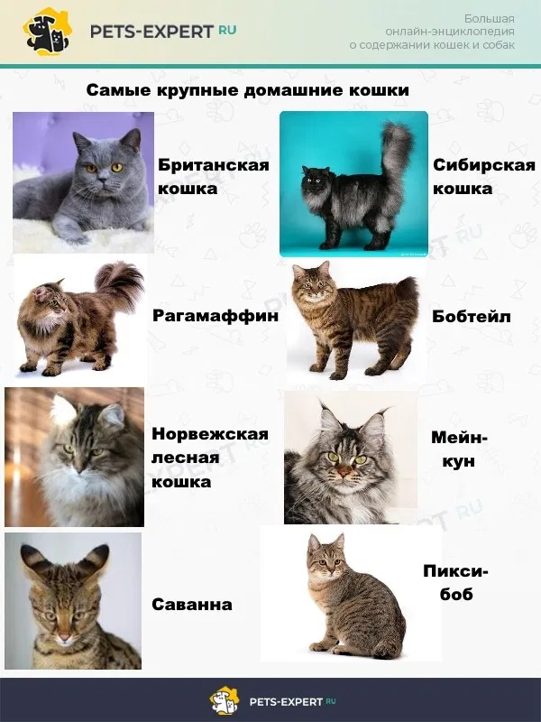 Порода кошек сфинкс: плюсы, минусы, стоит ли заводить | плюсы и минусы