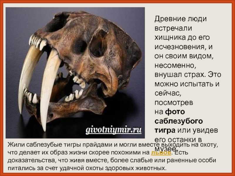 Саблезубый тигр. описание, особенности, среда обитания саблезубых тигров образ жизни и поведение