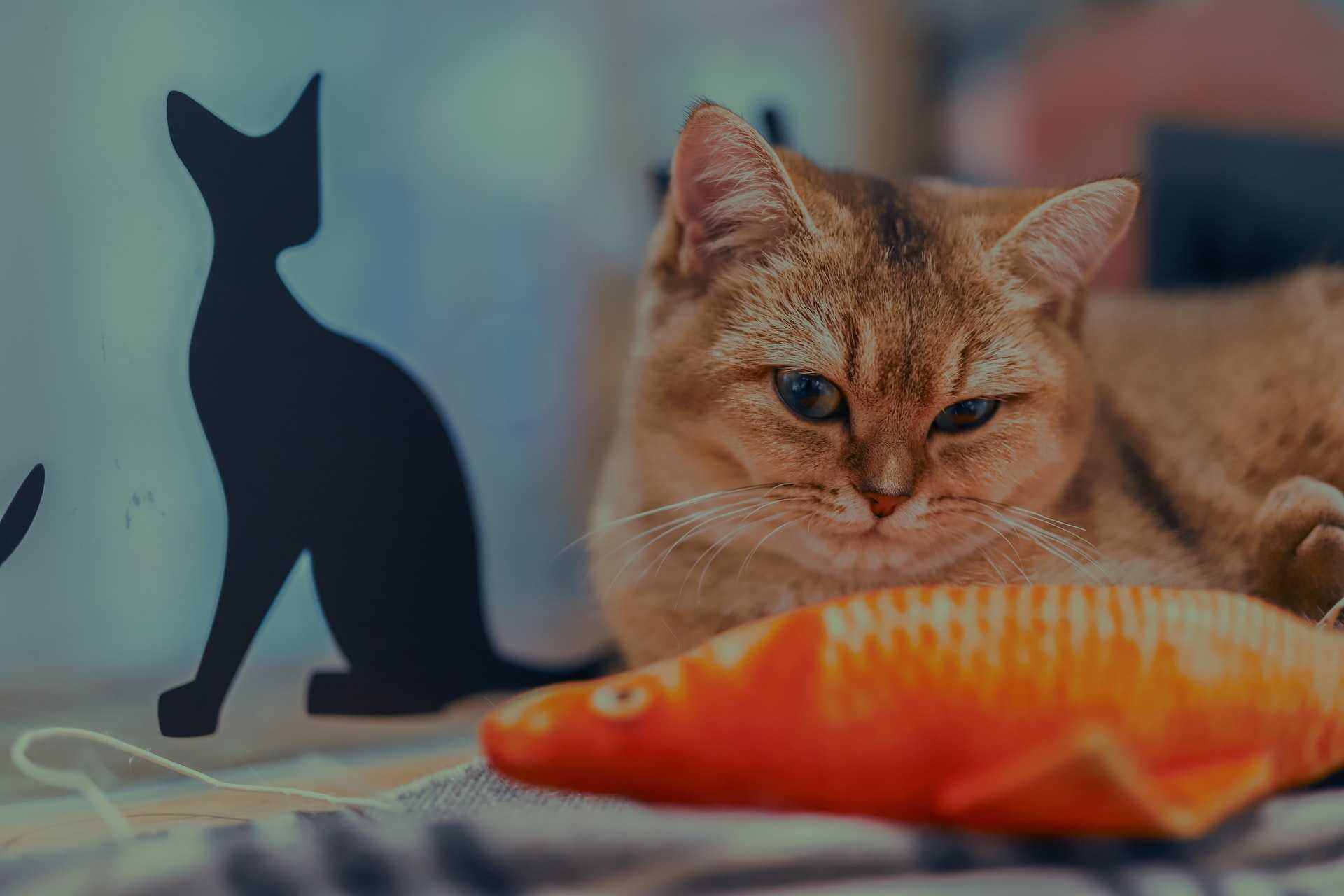 Чем кормить шотландского котенка и взрослого кота: выбор типа питания