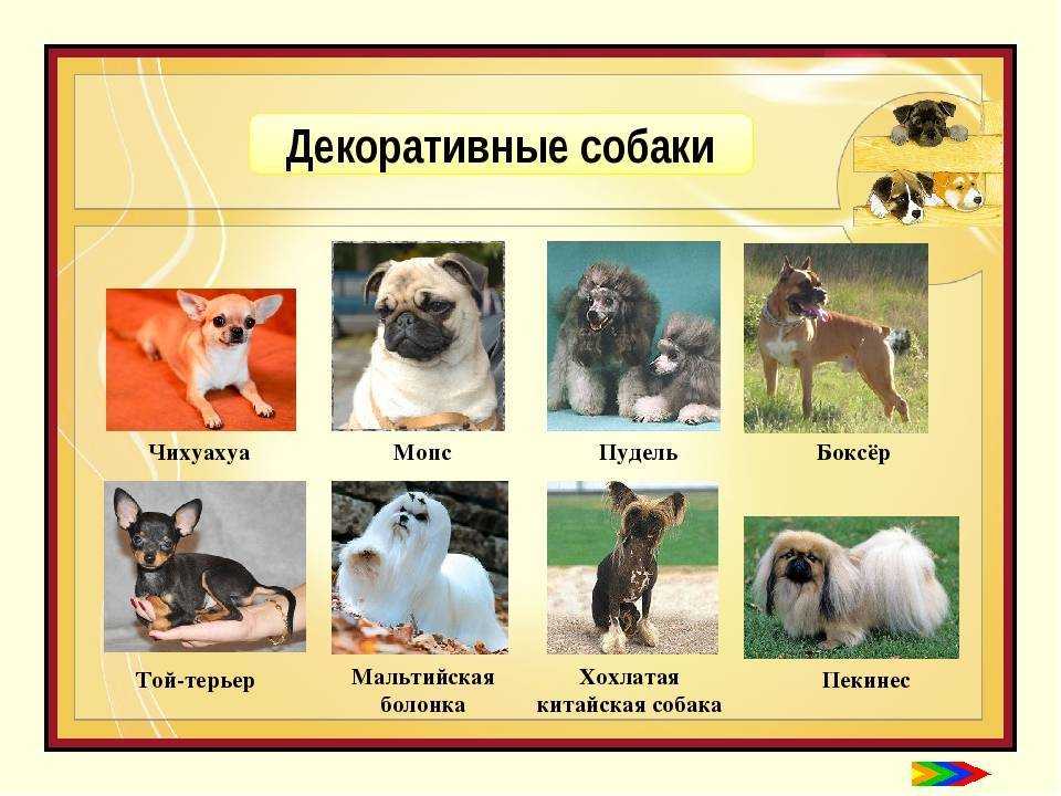 Обзор самых лучших служебных пород собак: описание всех видов таких псов
