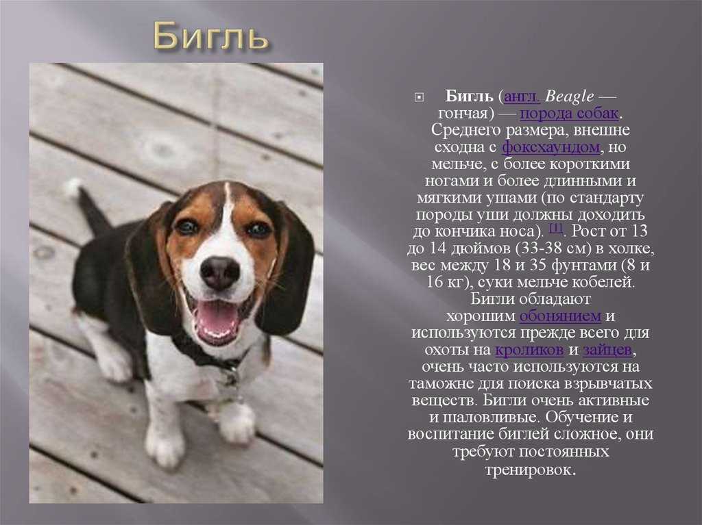 Описание породы собак ландсир: характер, уход, предназначение