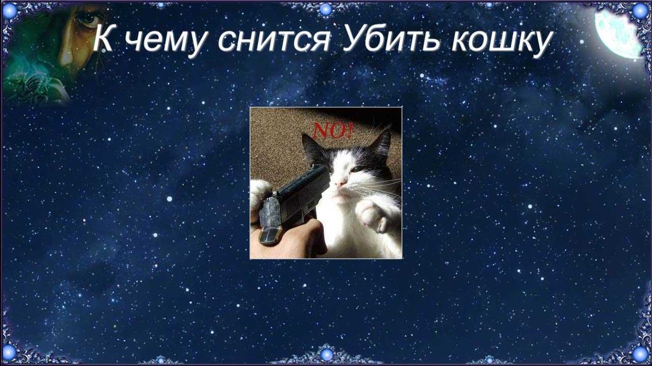 К чему снятся больные кошки по соннику? видеть во сне больных кошек - толкование снов.