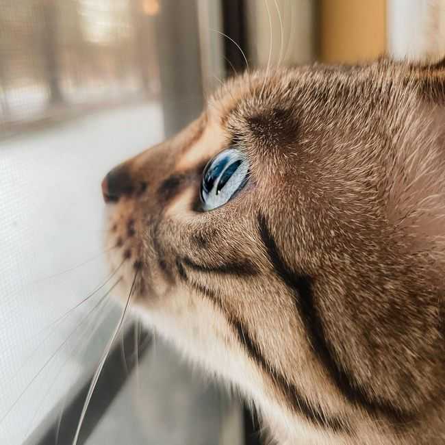 Оцелот