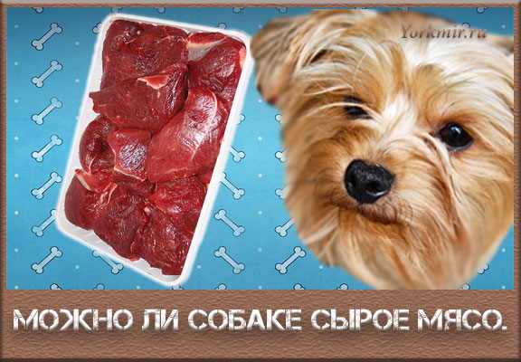Можно ли кошкам сырое мясо | нпк "скифф"