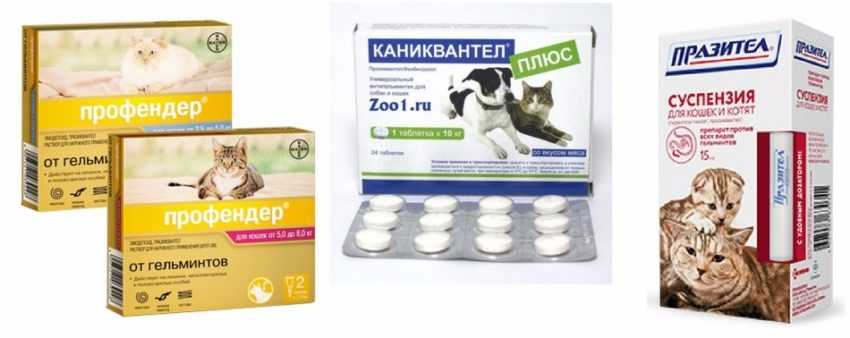 Как проглистогонить кошку: все о дегельминтизации кошек и котят, лечебные и профилактические меры