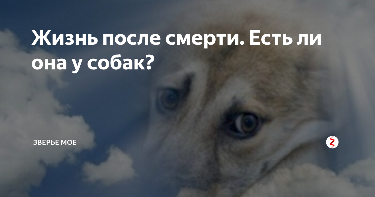Куда уходят души кошек после смерти