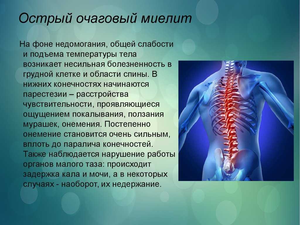 Воспалительные заболевания цнс у собак и кошек
