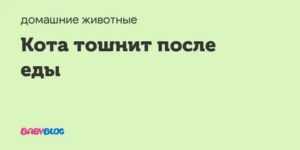 Если кошку рвет, что делать?