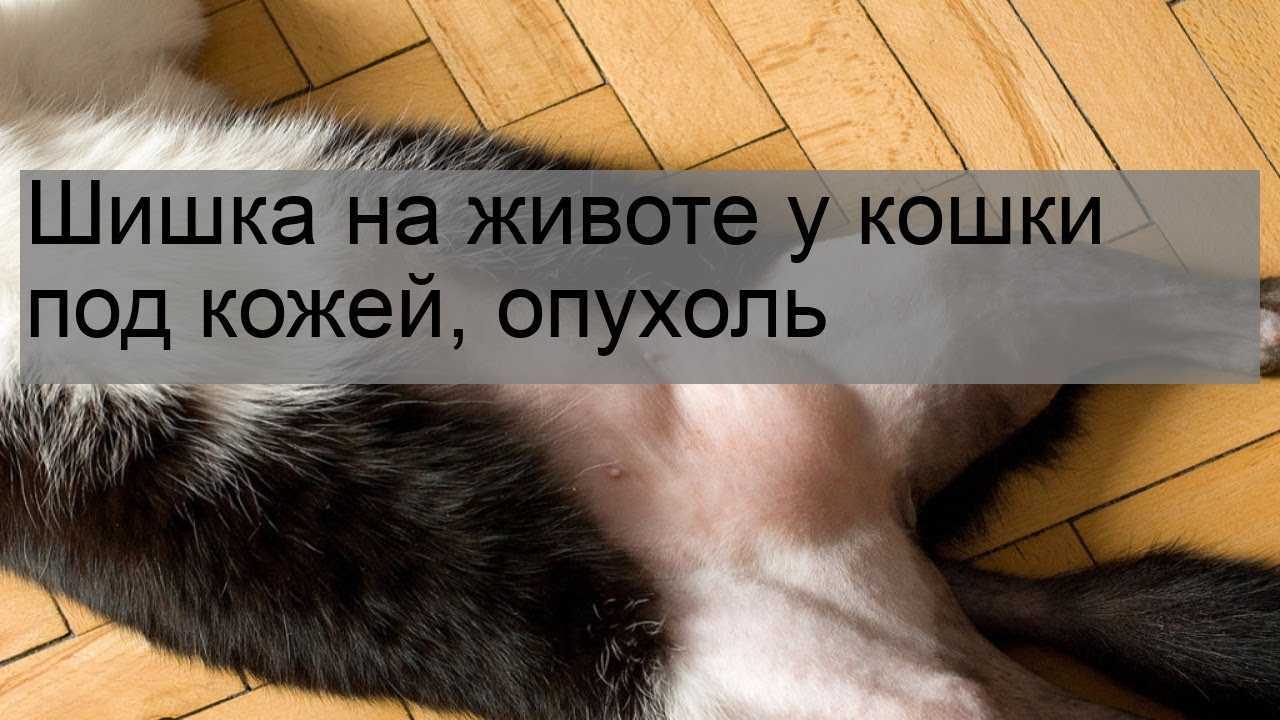 У кота шишка под кожей - что делать?