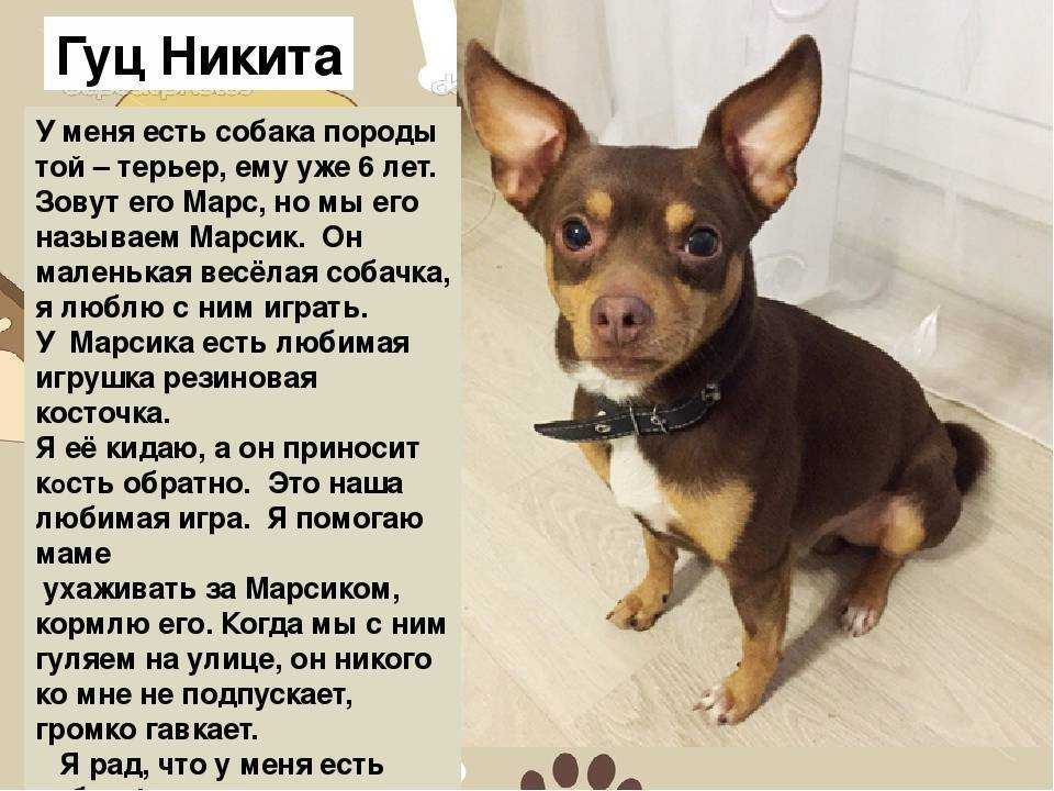 Русский той-терьер: очаровательный компаньон и верный друг