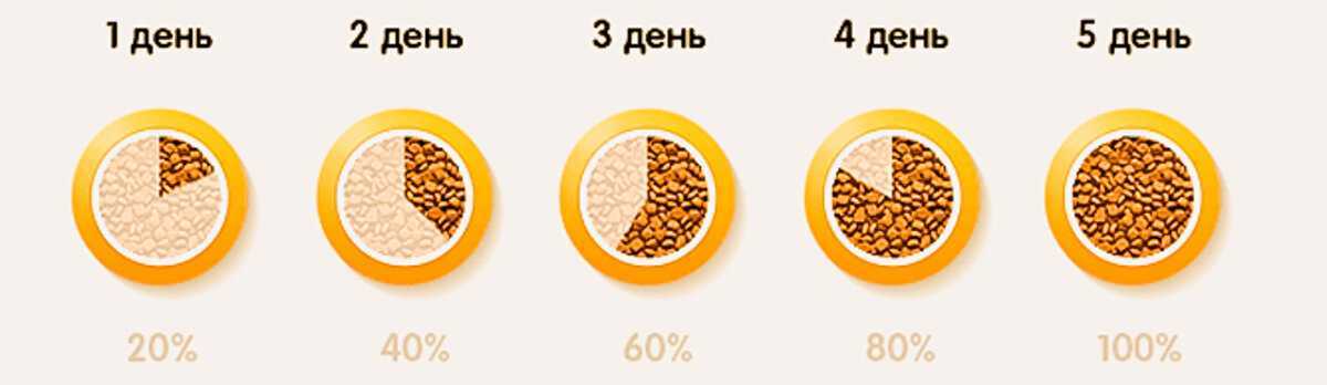 Рецепты натурального питания для кошек | котпроглот