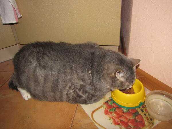 Кот не ест и не пьёт: тревожные симптомы, которые должны насторожить