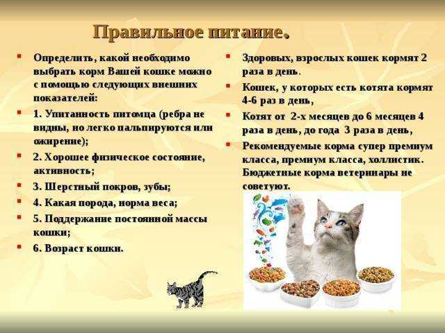 Чем кормить кота, кроме сухого корма: добавки к рациону, лакомства