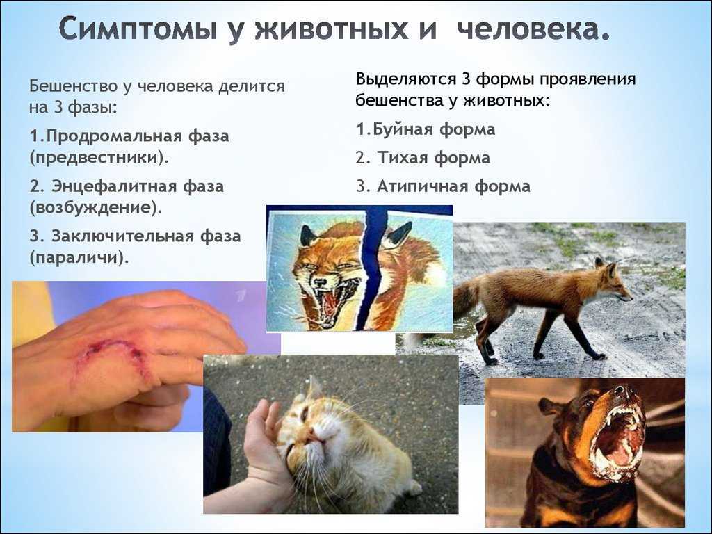 Признаки бешенства у собаки