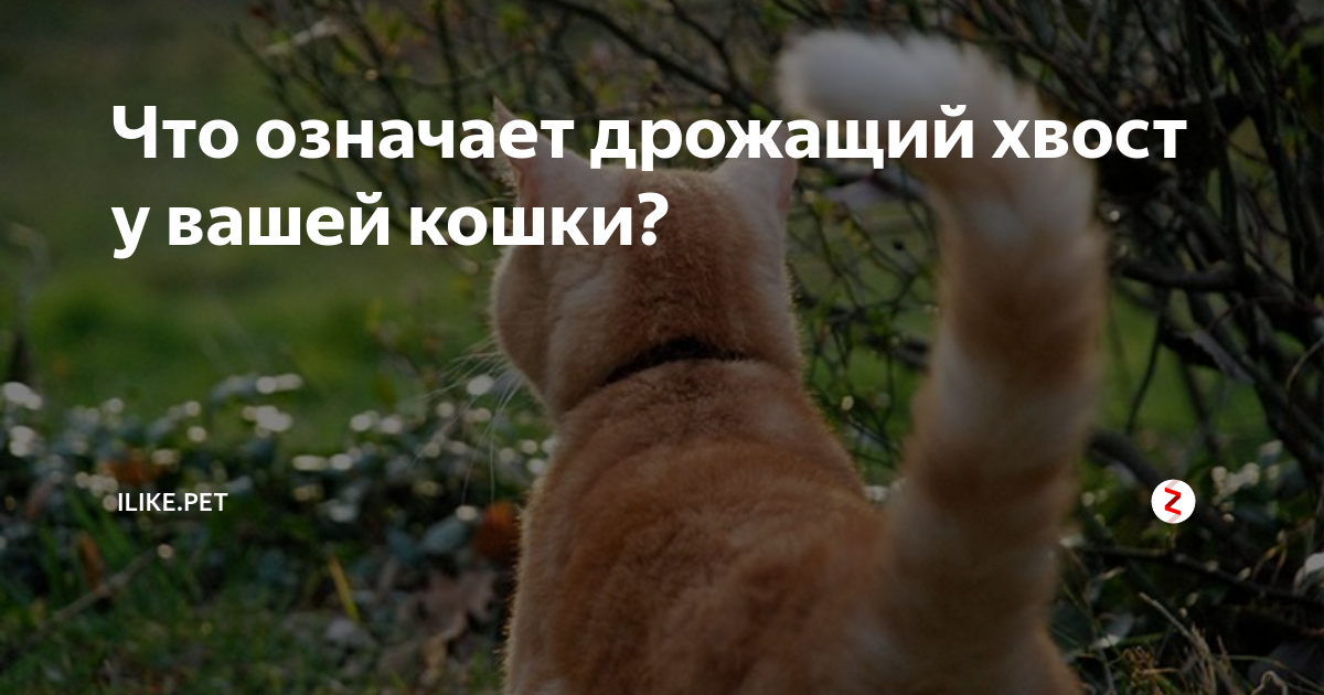 Как распознать невроз у кошек?