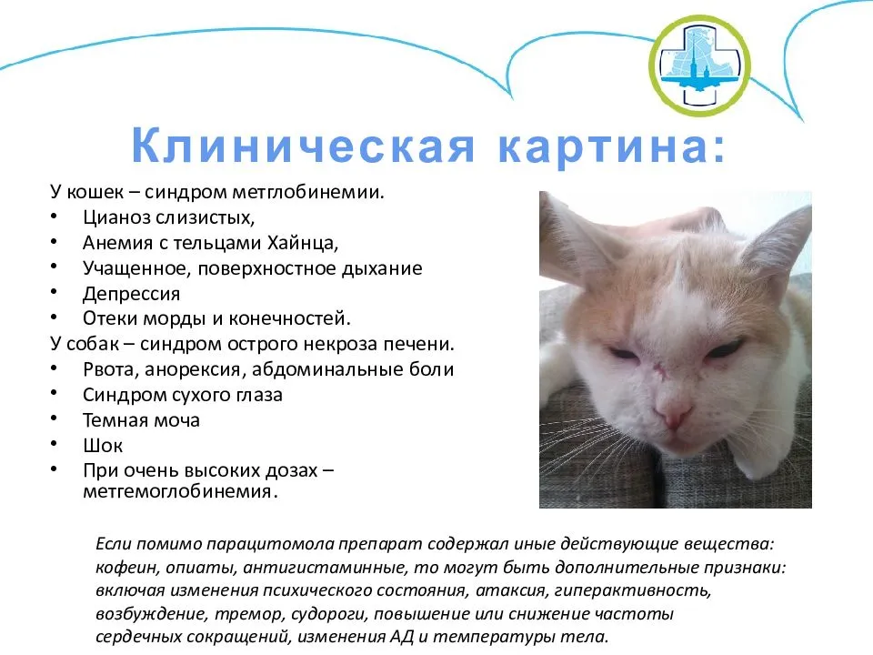 Отравление у кошек и котов: симптомы, лечение в домашних условиях