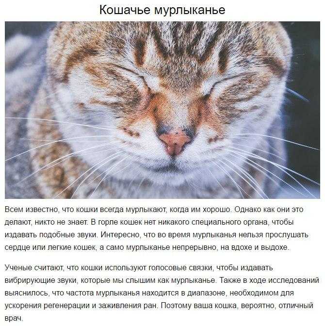 Почему и как мурлыкают кошки: феномен кошачьего урчания
