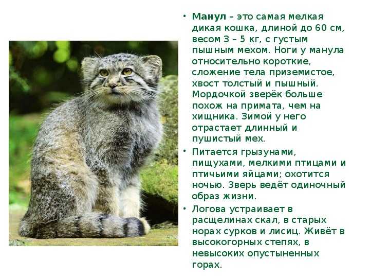 Манул