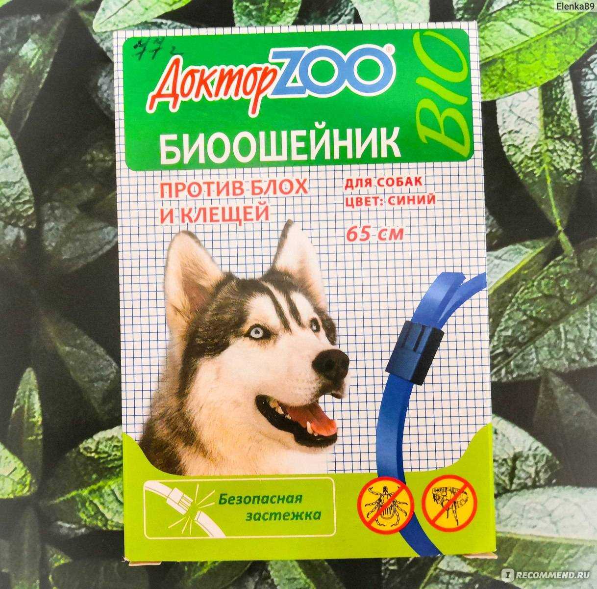 Нужен ли коту ошейник? если да, то какой вид выбрать?