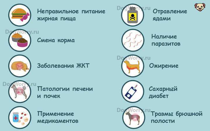 Острый и хронический панкреатит у собак. воспаления поджелудочной железы собак, диагностика, лечение, профилактика в санкт-петербурге.