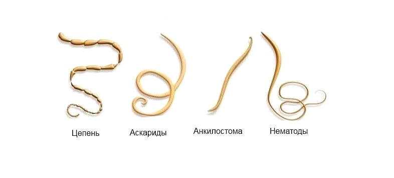 Глисты у кошек, симптомы, лечение и профилактика, видео инструкция
