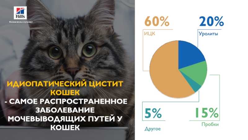 Цистит у собак