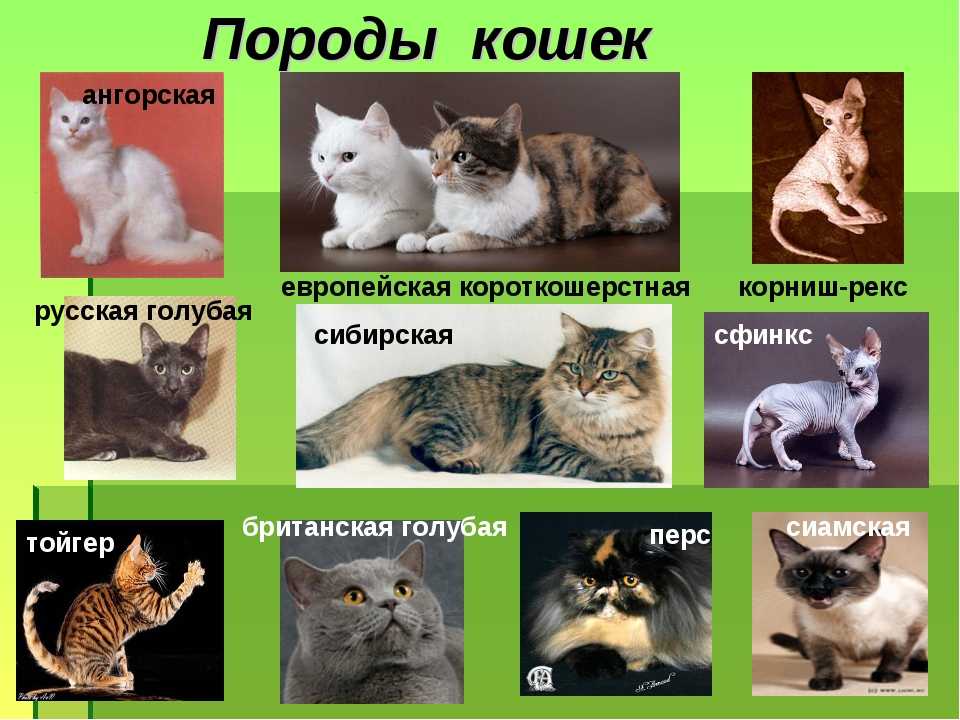 Кошку какой породы лучше выбрать для ребенка в квартиру: фото и названия самых добрых питомцев