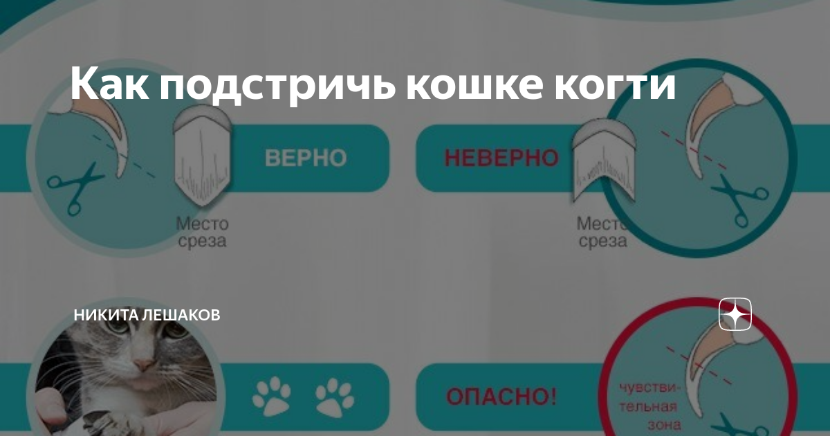 Как подстричь кошке когти: полезные рекомендации по уходу