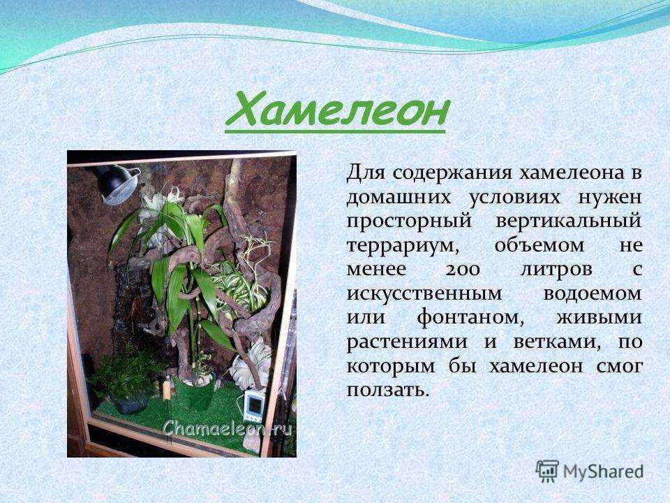 Хамелеон питание. хамелеон животное. образ жизни и среда обитания хамелеона. особенности обращения с питомцем