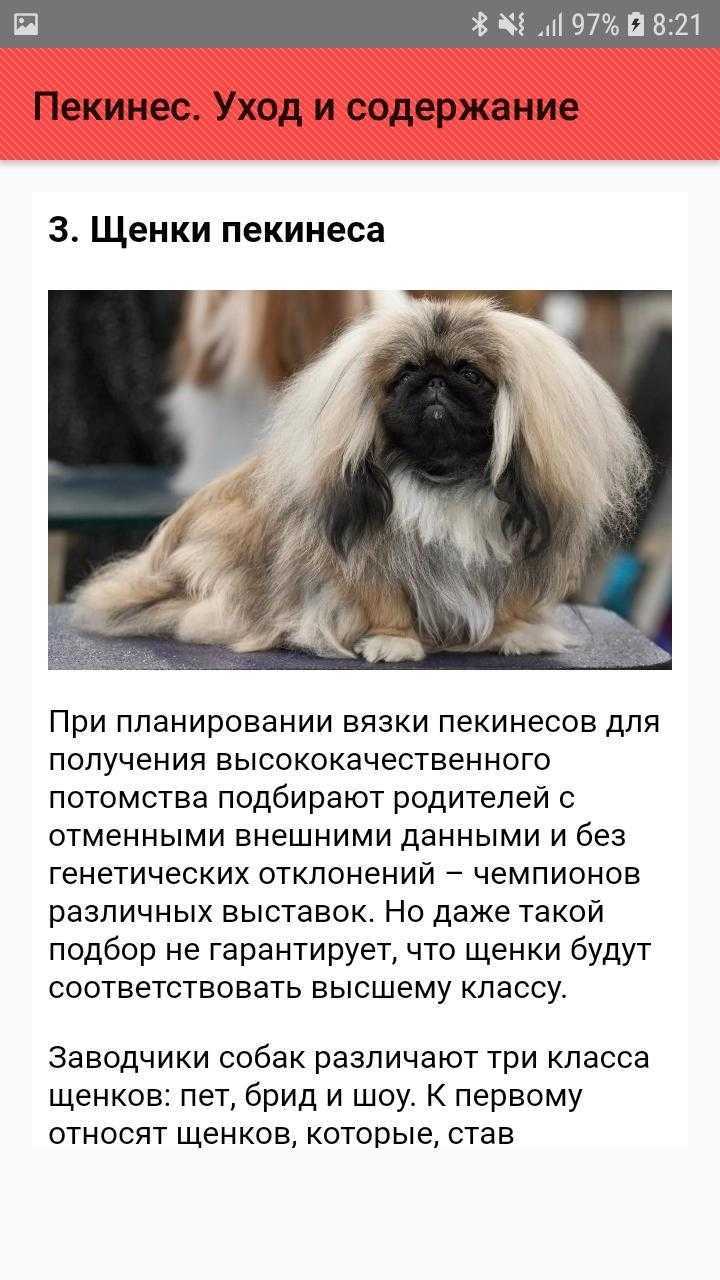 Пекинес: история, стандарт и описание породы, щенки и отзывы