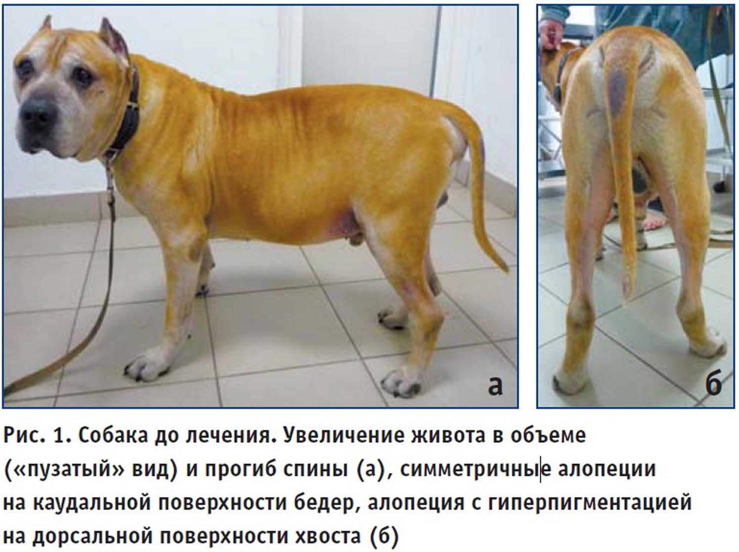 Отчего собака худеет при хорошем аппетите