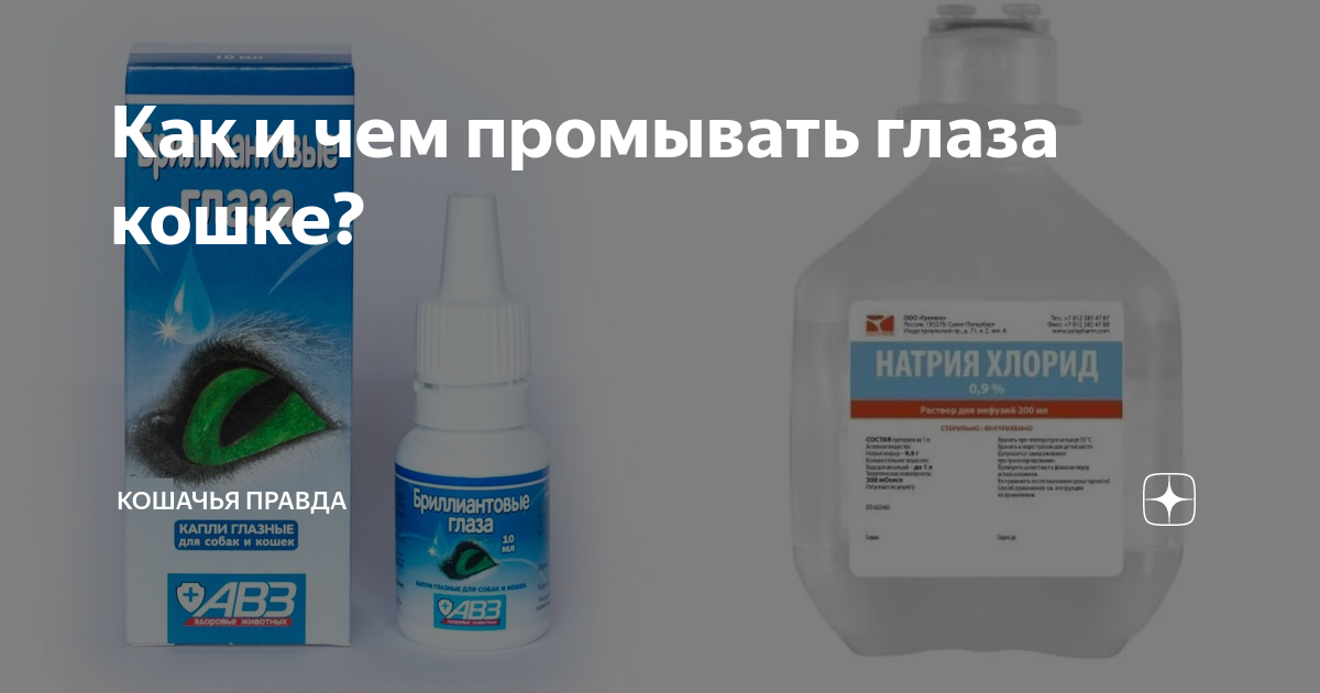 Как вылечить глазную инфекцию у кошки: 9 шагов