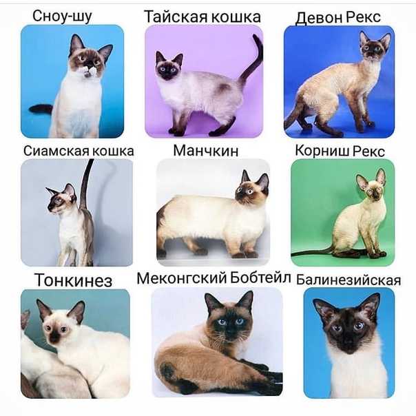 Окрасы меконгских бобтейлов