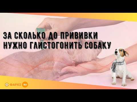 Как, зачем и чем глистогонить собаку