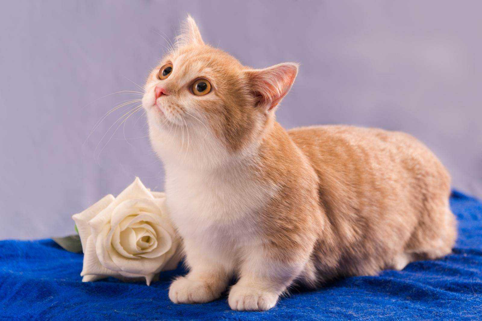 Самые маленькие породы кошек в мире - pet-mir.ru