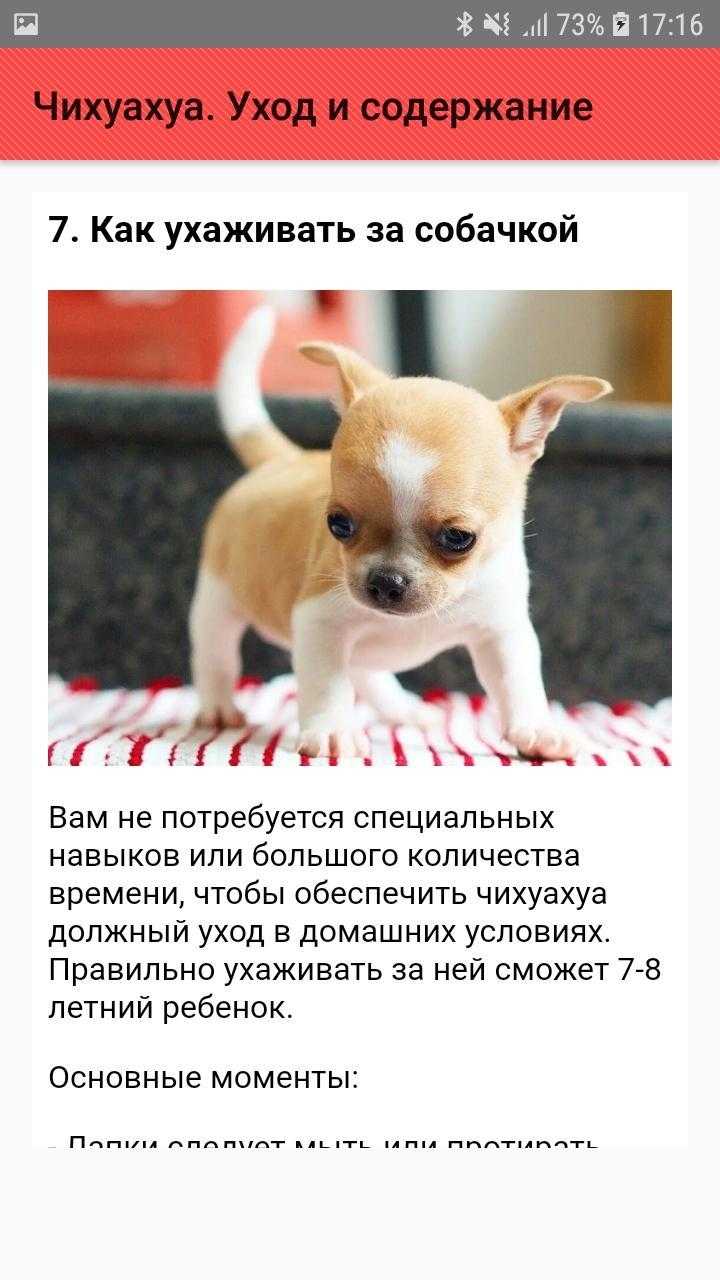 Чихуахуа: история, стандарт породы, характер, выбор щенка, здоровье и уход (+ фото и видео) | ваши питомцы