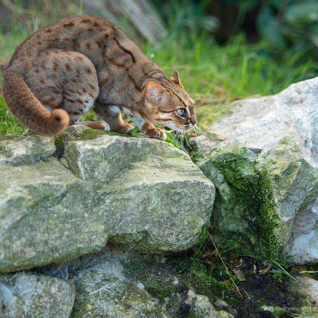 Ржавая кошка